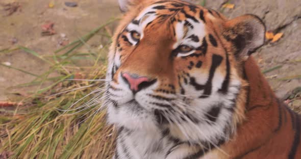 The Siberian Tiger Was Also Called Amur Tiger Manchurian Tiger Korean Tiger alt