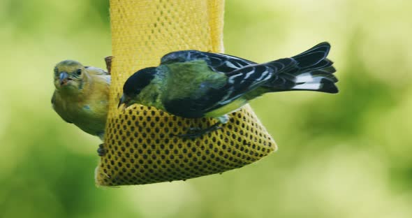 Birds eating seeds alt