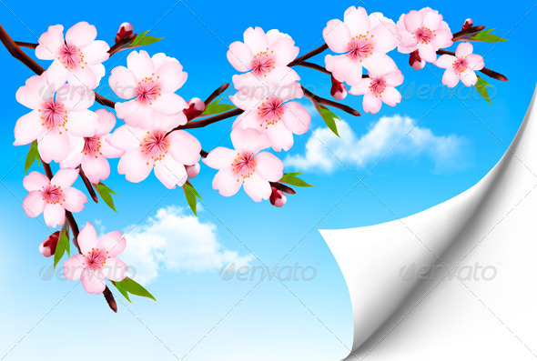 Spring Background of a Blossoming Tree Branch - Flowers & Plants Nature