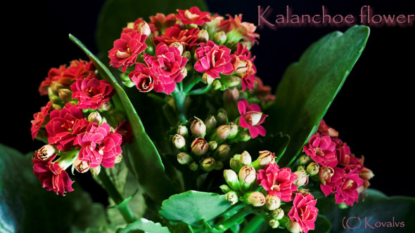 Opening Of Kalanchoe  alt