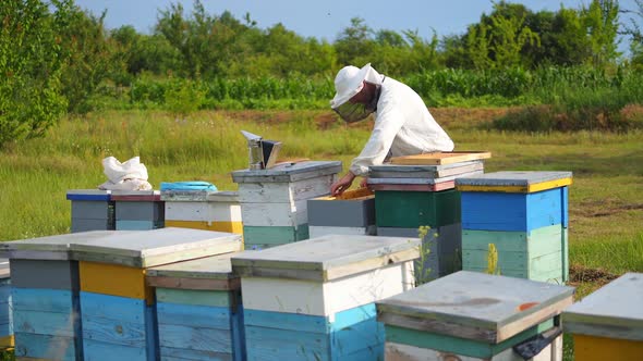 Beekeeper is working with bees and beehives on the apiary. Beekeeper on apiary. alt