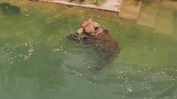 Brown Bear Swims in the Pond of the Zoo and Eats Food alt