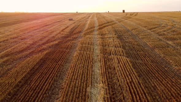 Aerial Drone View Flight Over Stalks of Mown Wheat in Wheat Field After Harvest alt