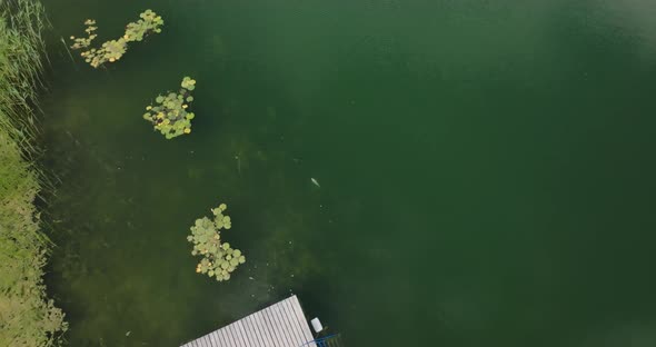 koi fish swims next to a pond in crystal clear lake with water lilies, aerial view alt