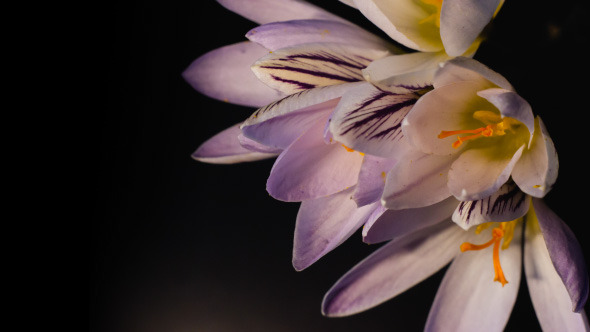 Blooming Snowdrops, Crocuses alt