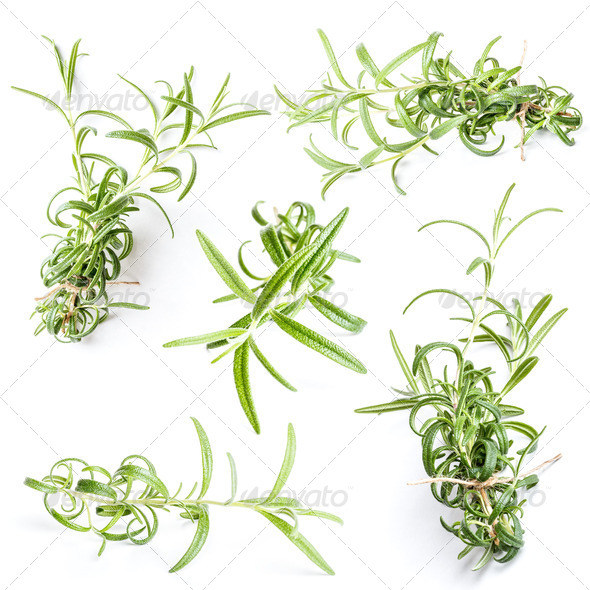 Rosemary twigs - Stock Photo - Images