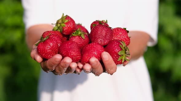Young Female Farmer Demonstrates the Harvest Straight From the Garden Juicy Strawberries alt