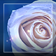 Rose Rotation - VideoHive Item for Sale