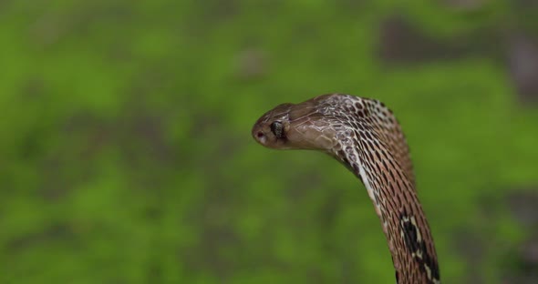 Side video of the Indian Spectacled Cobra head with a Fly going around its eye alt