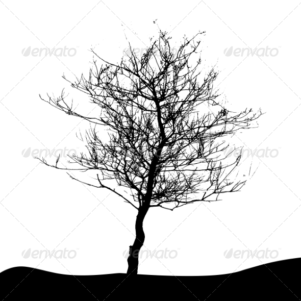 Tree Silhouette Isolated on White Background - Seasons Nature