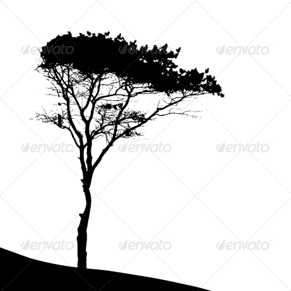 Tree Silhouette Isolated on White Backgorund - Seasons Nature