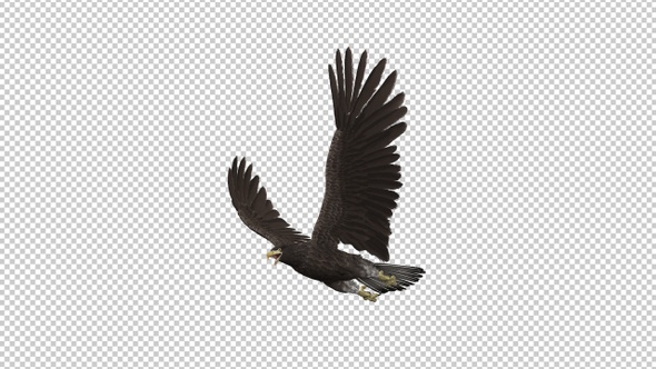 Eurasian White-tailed Eagle - Flying Transition III