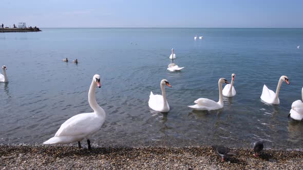 White swans swim in the sea near the shore alt