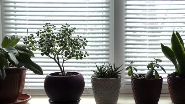 Home plants growing on the windowsill.