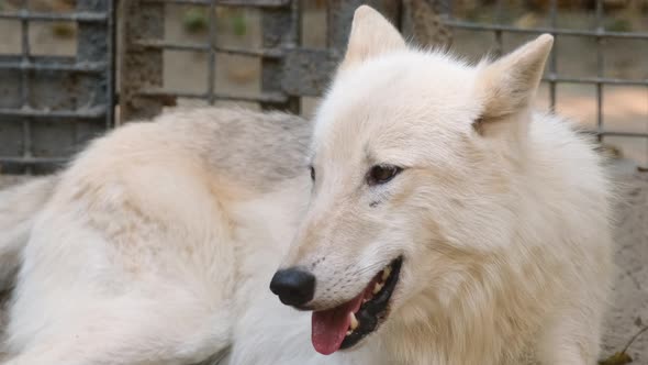 Polar or Arctic White Wolf Lies on Zoo Ground Breathing to Regulate Temperature alt