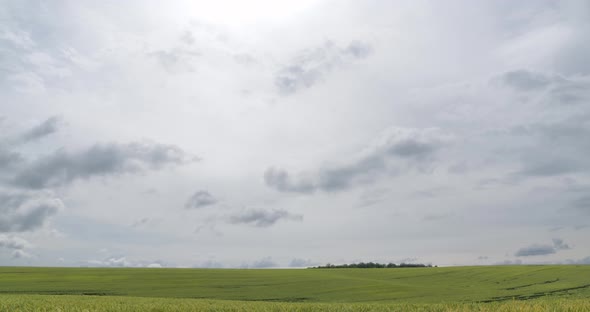 Agriculture View Of Green Wheat Field And Fast Clouds. Timelapse