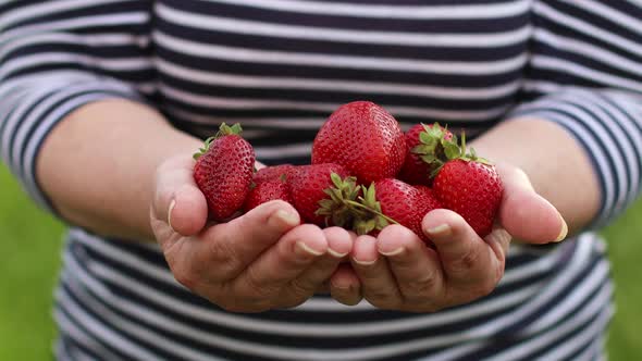 Female Hands Hold and Pick Many Fresh Strawberries