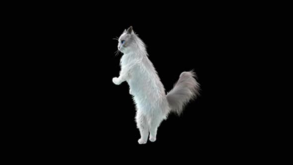 Cat Dancing HD alt