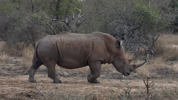 A white rhino walking slowly past. alt