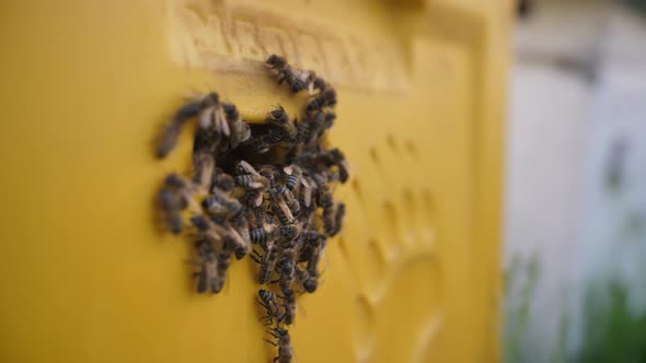 A Swarm of Bees Rests on a Bridge Near His Hive