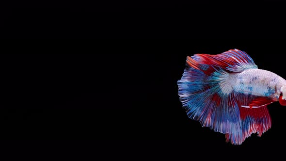 Multi color Siamese fighting fish alt