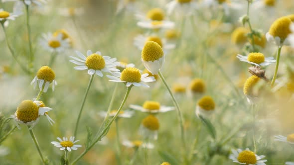 Common Chamomile white spring flowers 4K 2160p 30fps UltraHD footage - Shallow DOF Matricaria recuti alt