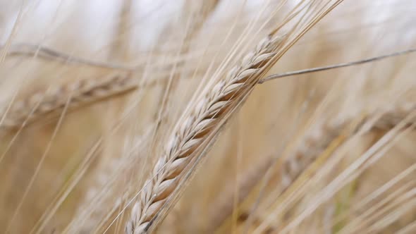 Ripe Ears of Wheat Swaying From the Gentle Wind. Wheat Field Ready To Harvest. Close-up