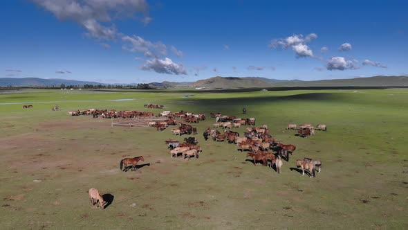 Free Horse Herds alt