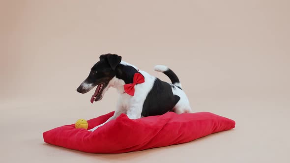 A Smooth Fox Terrier in a Red Bow Tie Lies on a Red Pillow in the Studio on a Light Brown Background alt