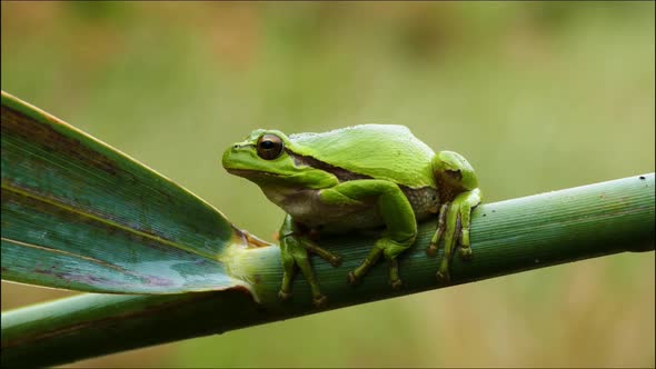 This frog is found in the rain forest of the Amazon