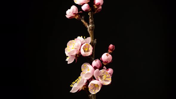 Apricot Fruit Flower Timelapse on Black alt