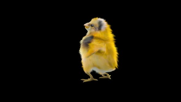 14 Baby Chicks Dancing HD alt