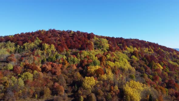 Aerial drone of autumn day with beautiful vibrant colorful leaves in the trees. Enjoying life.