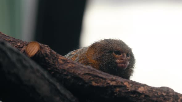 Baby Pygmy marmoset sitting on a branch - static view - Cebuella Pygmaea alt