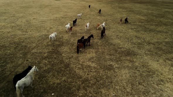 A Herd of Horses in a Mountain Field alt