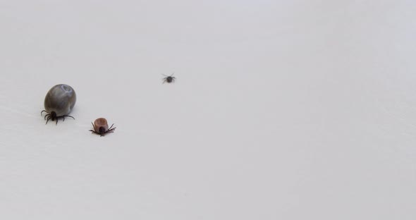 Three disgusting ticks seen on a macro shot with white, isolated background. alt