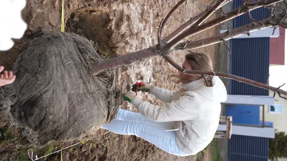 Girl Prepares Apple Tree for Planting and Removes Transportation Wire From Earthen Lump at Roots alt