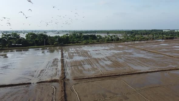 Flock Of White Egret Flying Over Paddy And Flooded Fields In Countryside Of Battambang, Cambodia. - alt