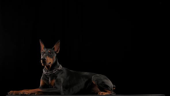 Doberman Pinscher in a Collar Lies and Yawns in the Studio on a Black Background alt