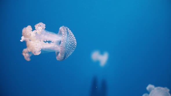 Jellyfish swimming in an aquarium