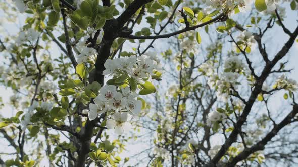 Spring Apple Flowers on Apple Branch Trees Blossom in the Garden Super Slow Motion alt