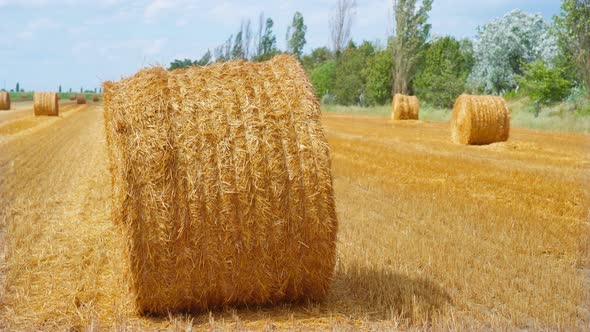 Yellow Hay Field with Haystack alt