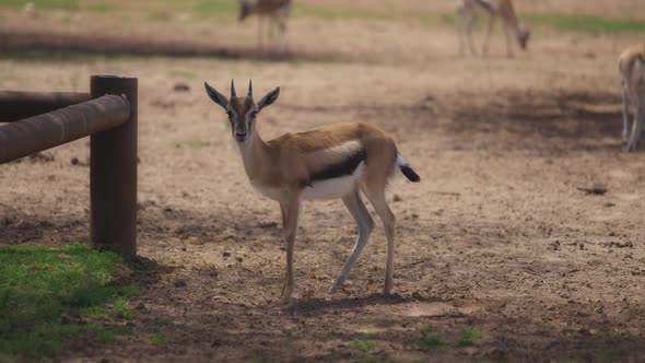 Young gazelle eating food