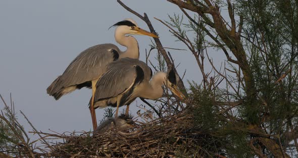 young grey herons in the nest, the Camargue in France alt