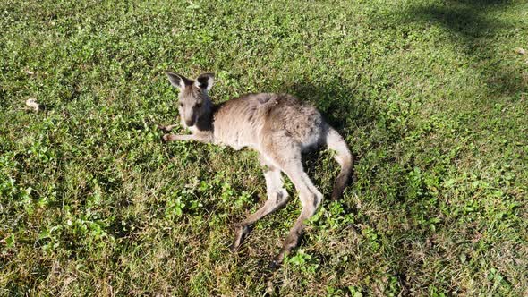 Juvenile Kangaroo resting in a grassy sunny field in outback Australia. Animal behaviour alt