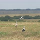 Stork Flying Over The Agricultural Levels - VideoHive Item for Sale