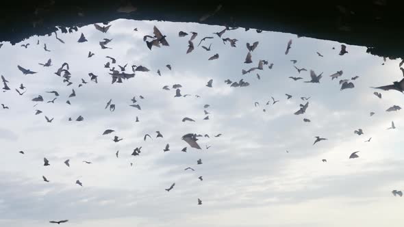 A Large Flock of Bats Flies Against Background of Blue Sky with Clouds Filling Entire Frame alt