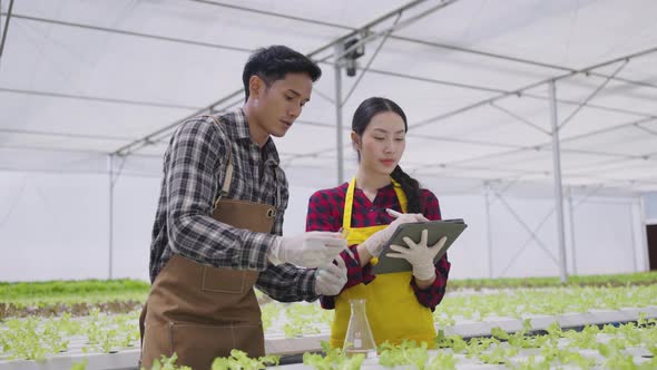 Hydroponics farm organic fresh harvested vegetables concept