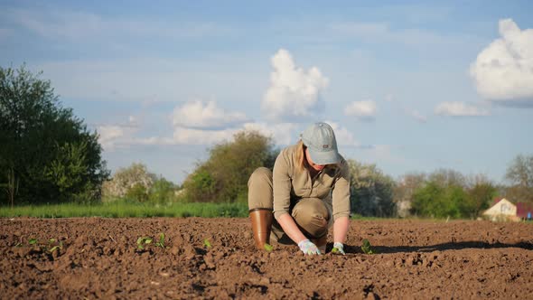 Woman Farmer Planting Seedlings in Vegetable Garden alt
