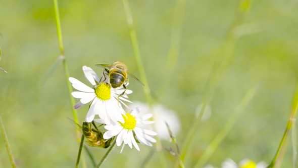 Two Honey bees on a daisy